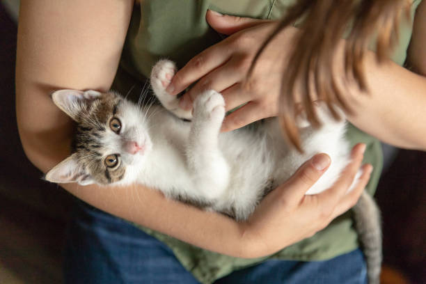 istock A woman cuddling a little kitten 1456082891