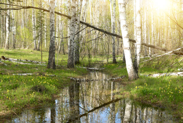 Birch grove and stream on a sunny spring day, nature landscape, spring forest