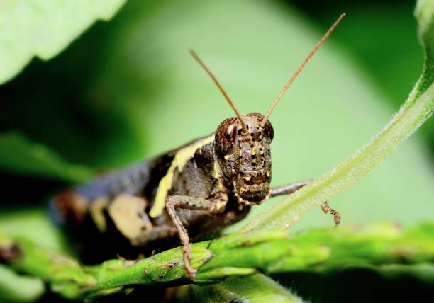 istock Grasshopper climbing green leaf - animal behavior. 1456084063