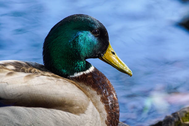 istock Close up of a duck against water 1456084831