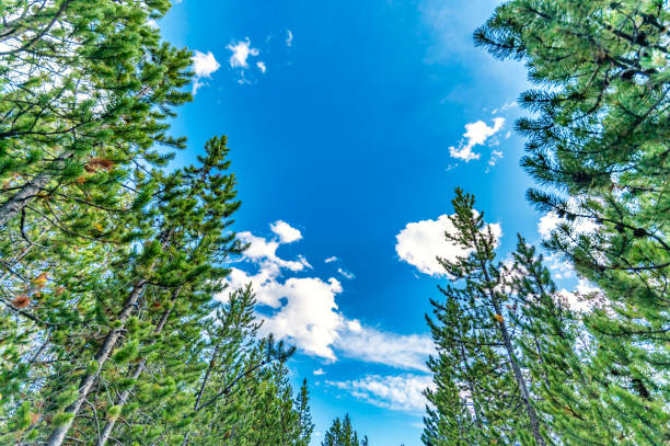 istock Natural forest and evergreen trees with bright blue sky 1456085681