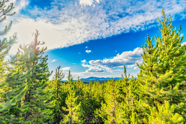 Untouched natural forest