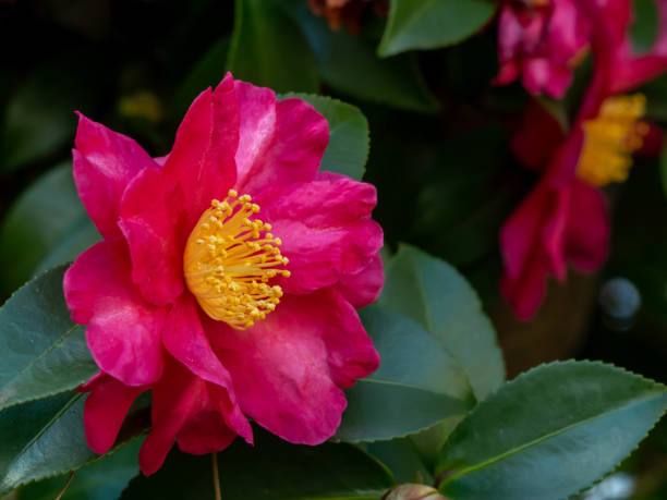 Close-up of colorful camellia flowers stock photo