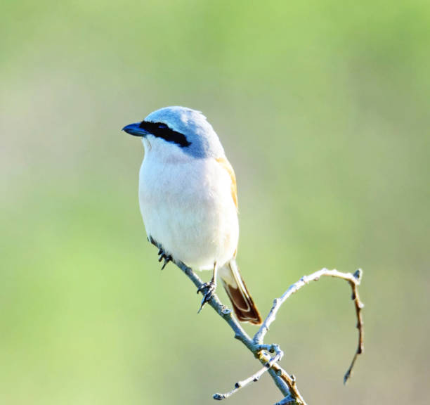 istock Beautiful Lithuania wildlife Pictures 1456086862