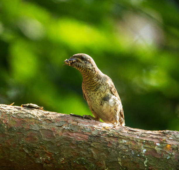 istock Beautiful Lithuania wildlife Pictures 1456086889