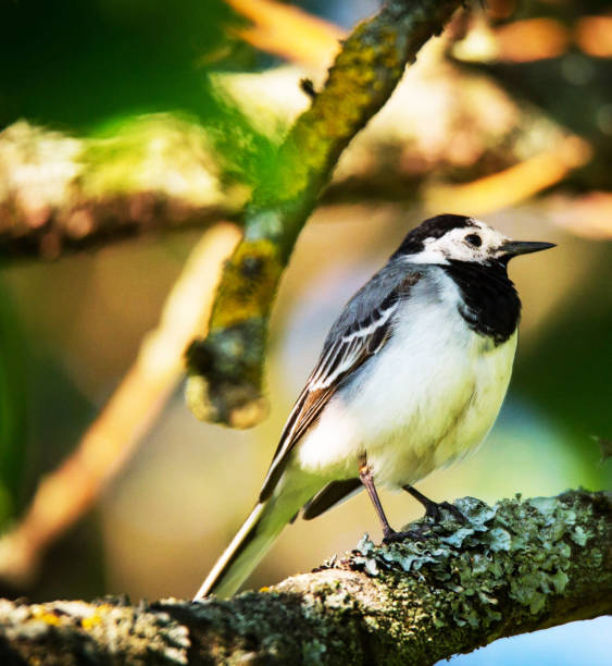 istock Beautiful Lithuania wildlife Pictures 1456086987