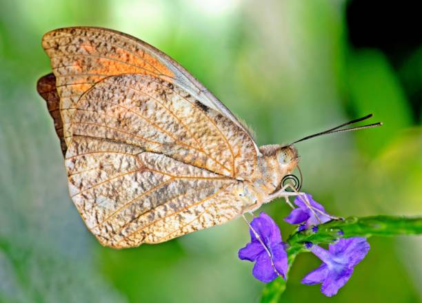 istock Butterfly on flower - animal behavior. 1456087731
