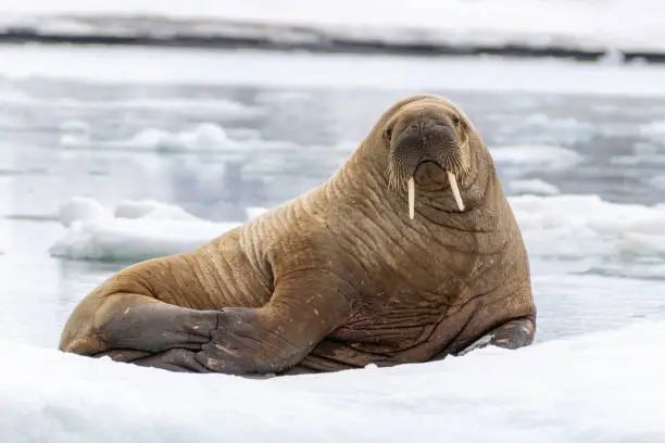 A walrus floating on an iceberg in the arctic in Svalbard, Norway.