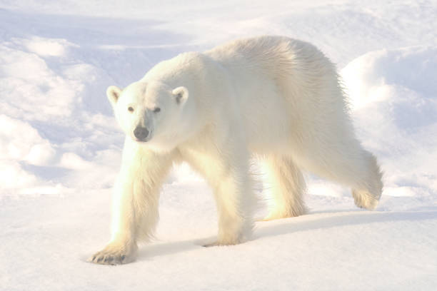 istock Polar Bear on the ice in Svalbard Norway 1456088137