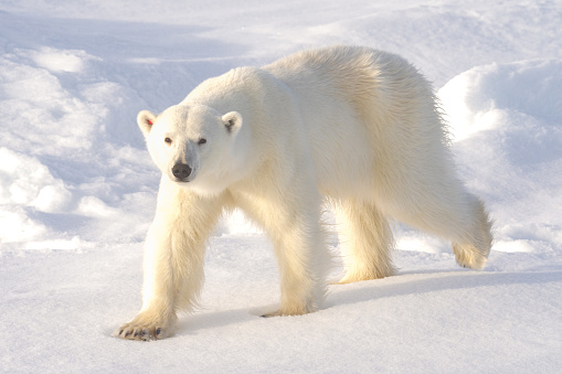 Polar Bear walking on ice in Norway in the arctic at the polar ice edge. Close to the North Pole.