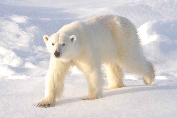 niedźwiedź polarny na lodzie na svalbardzie w norwegii - polar bear global warming ice bear zdjęcia i obrazy z banku zdjęć