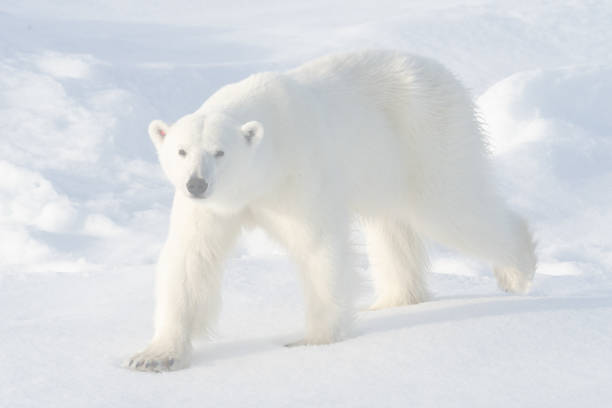 istock Polar Bear on the ice in Svalbard Norway 1456088647