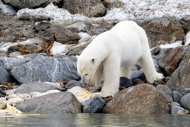 istock Polar Bear on the ice in Svalbard Norway 1456088654
