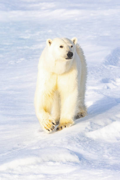 istock Polar Bear on the ice in Svalbard Norway 1456088661