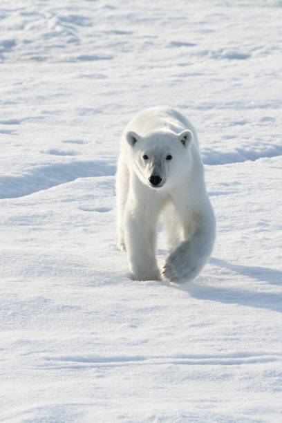 istock Polar Bear on the ice in Svalbard Norway 1456088679
