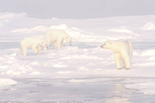 istock Polar Bear on the ice in Svalbard Norway 1456088682