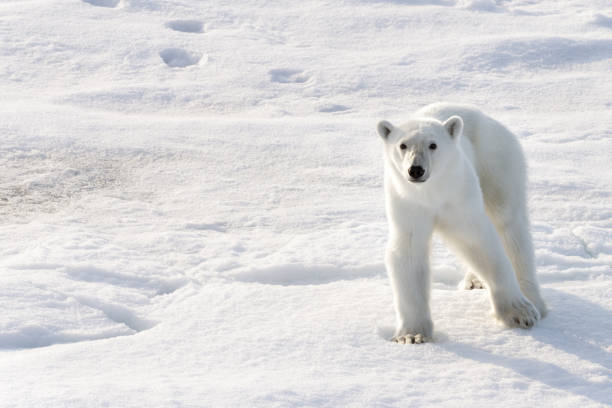 istock Polar Bear on the ice in Svalbard Norway 1456088691