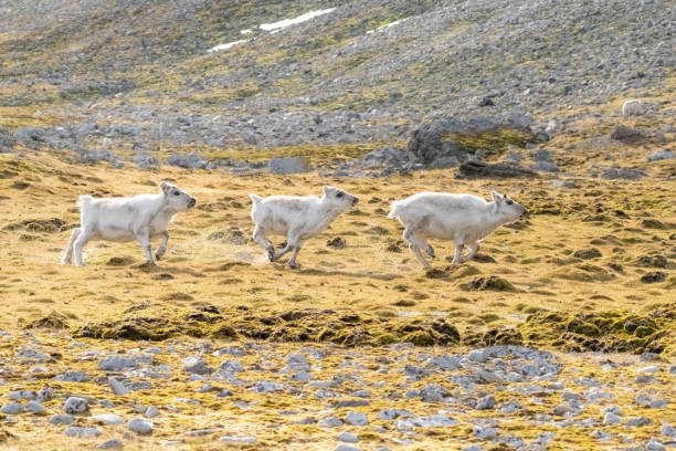 istock Arctic Reindeer in Svalbard, Norway 1456088887