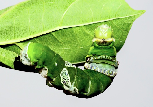 Lime Butterfly Caterpillar climbing and eating leaf - animal behavior.