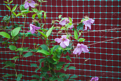 Plant climbing net use, Siberian or Alpine clematis growing against creeper support net in the garden