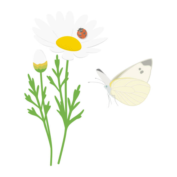 Vector illustration of spring insects with flowers isolated on background. Flying cabbage white butterfly and ladybird. Illustration of spring insects with flowers. seven spot ladybird stock illustrations