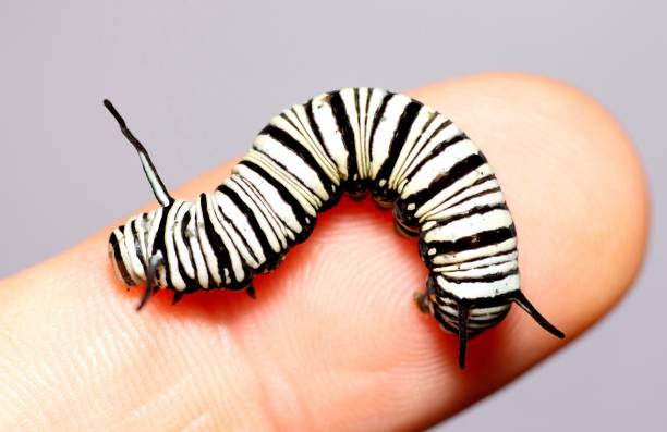 istock Black and white striped Caterpillar on finger. 1456094403
