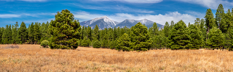 The San Francisco Peaks are the remnants of an ancient volcano that erupted millions of years ago, shattering a large mountain and leaving a large crater and surrounding peaks. The tallest of these is Humphreys at 12,637 feet and Agassiz at 12,356 feet.  This picture of the peaks was taken from the Fort Valley are in the Coconino National Forest near Flagstaff, Arizona, USA.