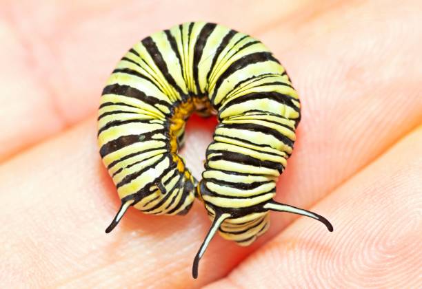 Black caterpillar crawling on child hand. Child girl holding and playing with black caterpillar with curious and fun.