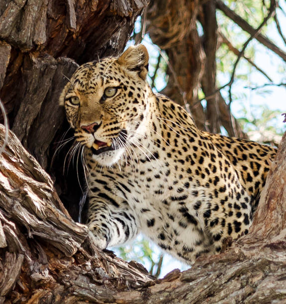 istock Beautiful  Caprivi  wildlife picture 1456094479