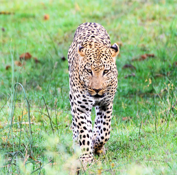 istock Beautiful  Caprivi  wildlife picture 1456094491