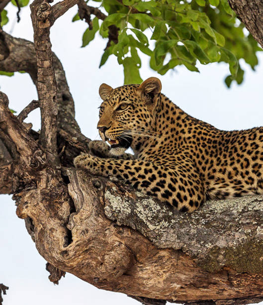 istock Beautiful  Caprivi  wildlife picture 1456094508