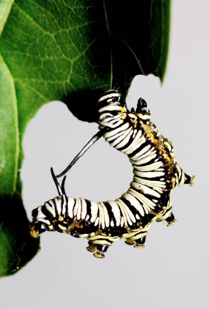 istock Black and white striped Caterpillar climbing and eating leaf - animal behavior. 1456094557