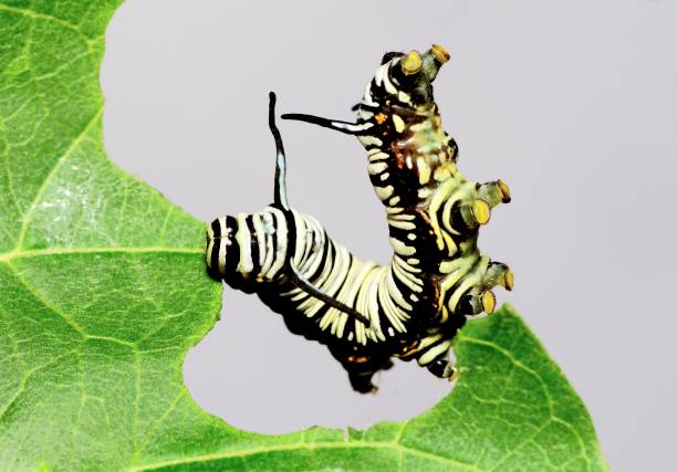 istock Black and white striped Caterpillar climbing and eating leaf - animal behavior. 1456094573