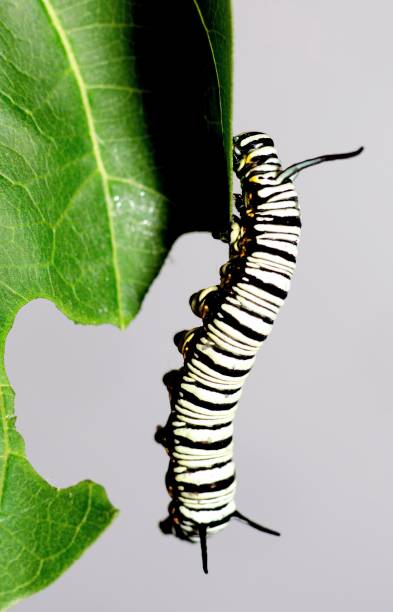 istock Black and white striped Caterpillar climbing and eating leaf - animal behavior. 1456094616