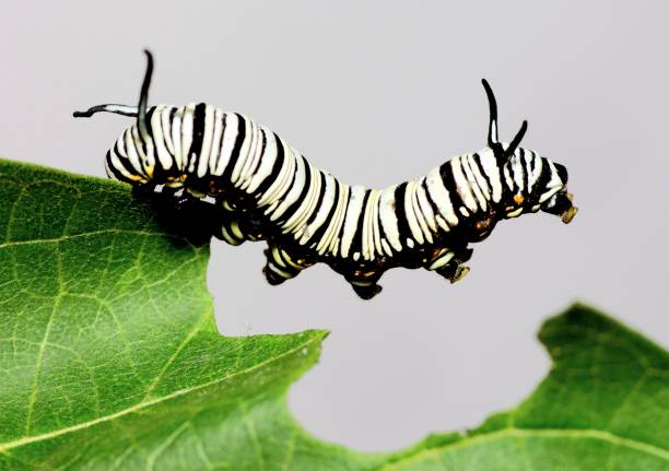 istock Black and white striped Caterpillar climbing and eating leaf - animal behavior. 1456094632