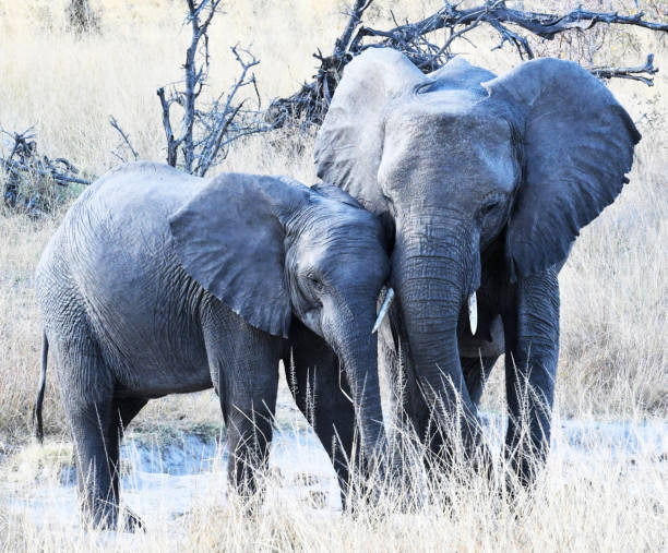 istock Beautiful  Caprivi  wildlife picture 1456095182