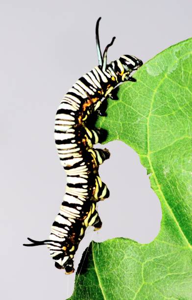 istock Black and white striped Caterpillar climbing and eating leaf - animal behavior. 1456095192