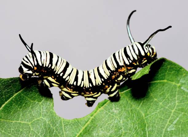 istock Black and white striped Caterpillar climbing and eating leaf - animal behavior. 1456095229