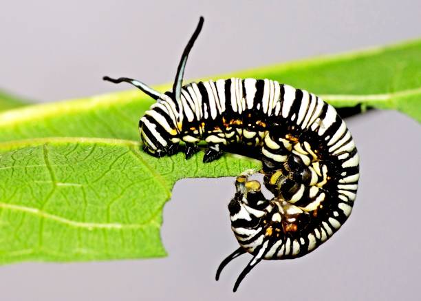 istock Black and white striped Caterpillar climbing and eating leaf - animal behavior. 1456095233