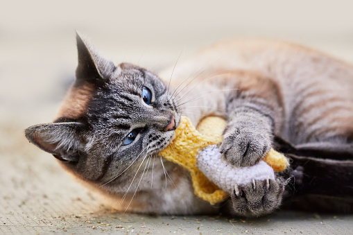 A funny cat holding a catnip banana toy and biting it