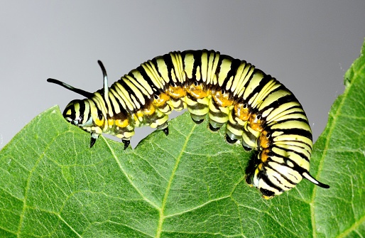 Black and white striped Caterpillar climbing and eating leaf - animal behavior.