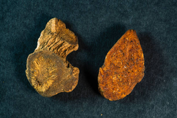 istock chinese medicine Fried atractylodes on black background 1456096415