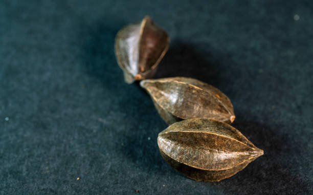 istock chinese medicine rangoon creeper on black background 1456096462