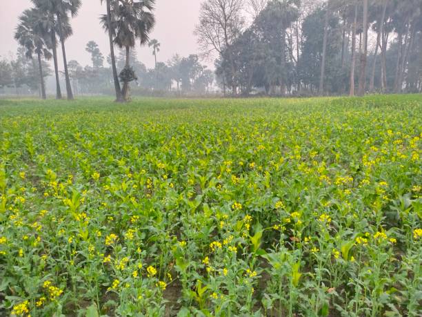 istock Nature beautiful Nice place farm 1456097715