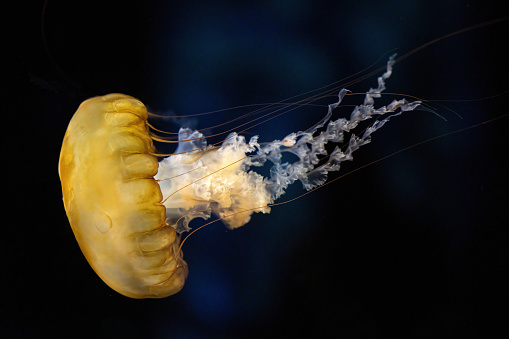 A photo of a jellyfish swimming.