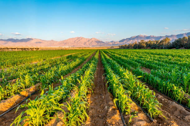 istock Panorama with field of young plants of corn 1456099339