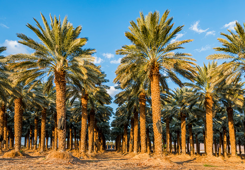 Plantation of date palms for healthy and GMO free food production, image depicts desert and arid agriculture industry in the Middle East