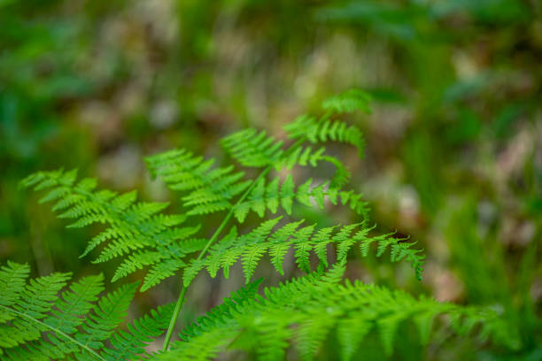 Close-up of green leaves abstract background.