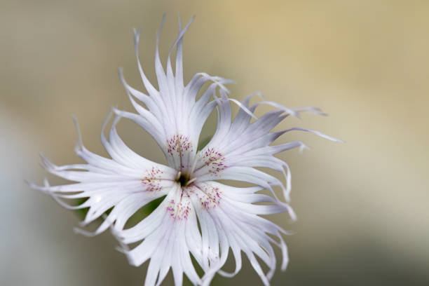 istock Dianthus hyssopifolius growing in mountains 1456100260