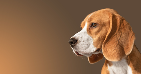 Close-up of a beagle dog looking away.